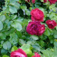 Резници червена сортова роза, снимка 8 - Градински цветя и растения - 29160968