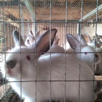 Зайци и заешко месо, снимка 8 - Други животни - 26212785