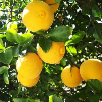 Poncirus trifoliata / Див лимон, снимка 1 - Разсади - 37305243