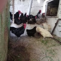 Разплодни яйца и пиленца от Легхорн, Легбар, Австралорп черен, син, Бял , снимка 3 - Кокошки и пуйки - 43887227