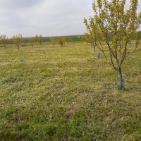 Косене на трева с тример в Град Дулово и Силистра и селата около тях., снимка 3 - Други почистващи услуги - 36865533
