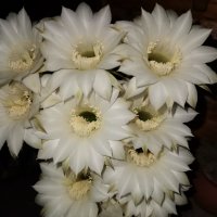 Цъфтящ кактус Ехинопсис (Echinopsis eyriesii) различни големини, снимка 3 - Градински цветя и растения - 21695497