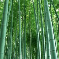 100 Семена от бамбук Moso-Bamboo красиво растение за вашата градина, за декорация , снимка 15 - Сортови семена и луковици - 19674349