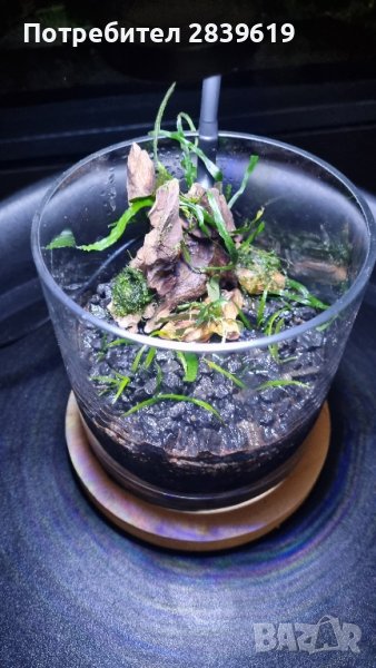 Аквариум(декоративна чаша), снимка 1