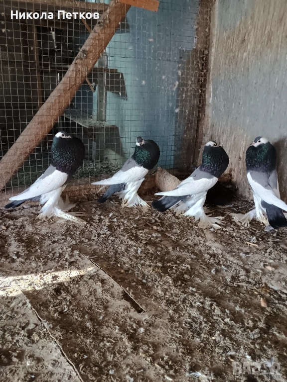 Седлати болани , снимка 1