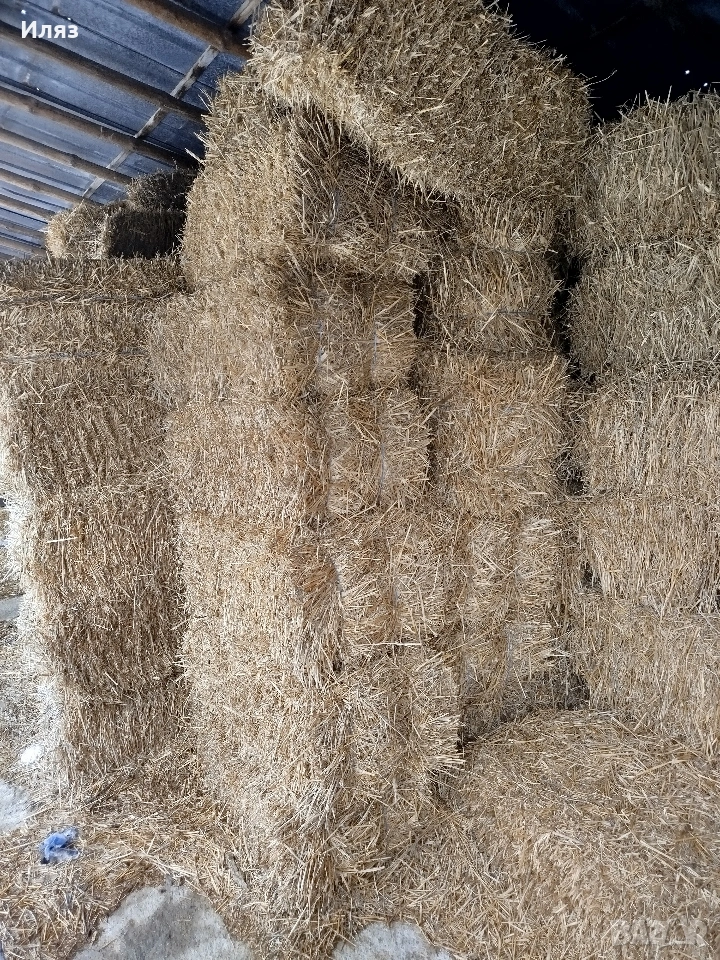бали слама ечемичена, снимка 1