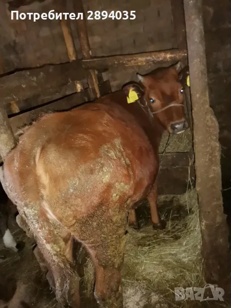 6 бройки телета , снимка 1