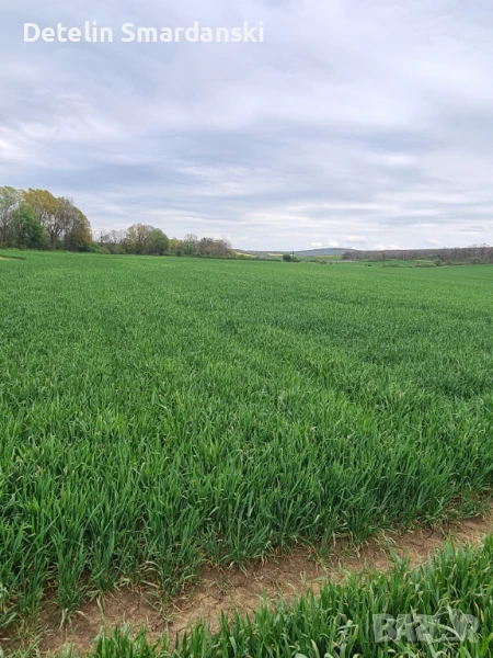 Поземлен земеделски имот , снимка 1