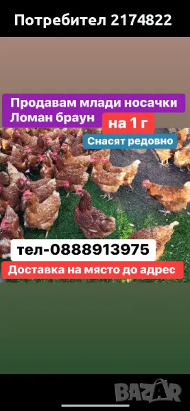 Кокошки носачки за яйца ломан браун, снимка 1