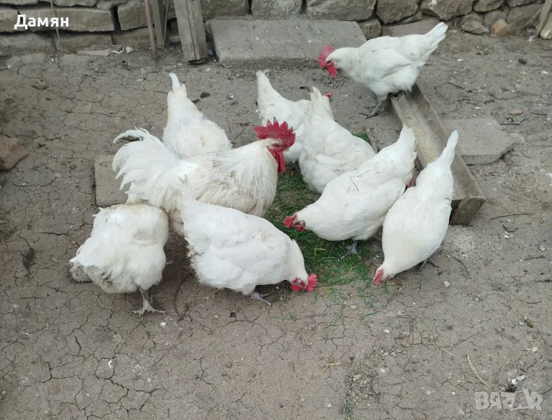 Яйца за люпене от Бяло Брезе!, снимка 1