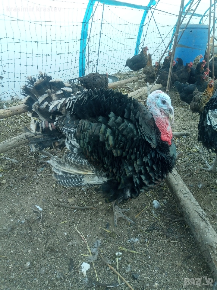 продавам пуяк , снимка 1