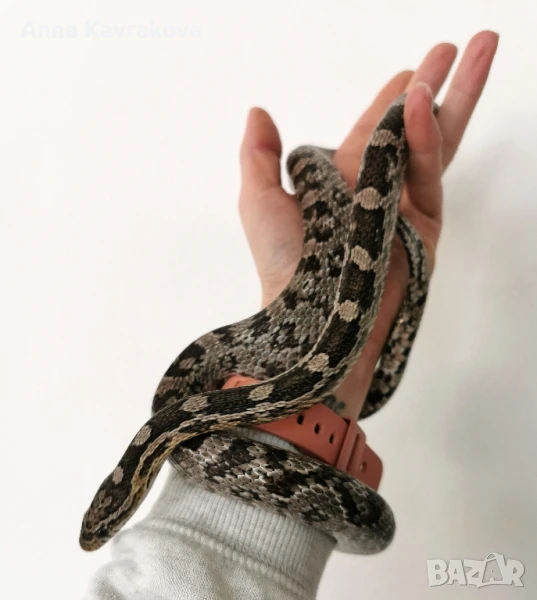 Царевичен смок , снимка 1