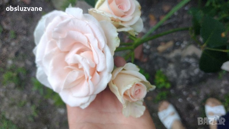 Резници от храстовидна роза 💥, снимка 1
