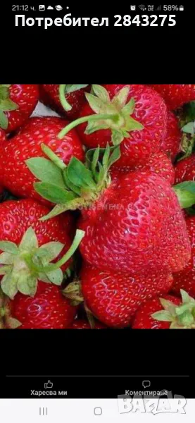 разсад ягоди , снимка 1