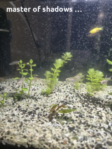 Продавам малки рибки на брой 1.28 евро  , снимка 11 - Рибки - 53345421