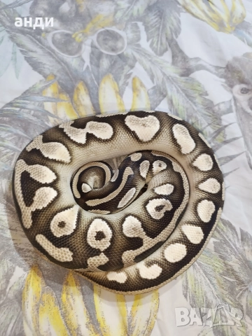 мъжки кралски питон Mojave orange dream pastel, снимка 7 - Змии - 52985615