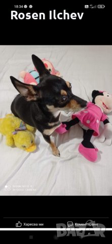 Хотел за кучета,зайци,гризачи ,птици и котки, снимка 3 - Ветеринари и услуги - 32793072