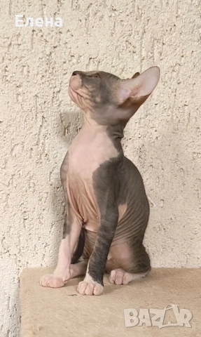 Донски Сфинкс момченце с родословие, снимка 3 - Сфинксове - 52320501