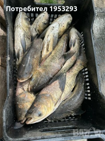 Толстолоб и шаран , снимка 3 - Стръв и захранки - 44865909