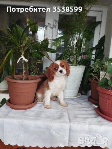 Кавалер Кинг Чарлз Шпаньол 