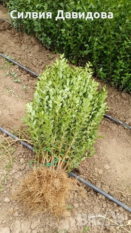 0.70 Лигуструм на корен, снимка 4 - Градински цветя и растения - 51968752