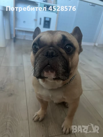 Френски булдог за разплод, снимка 3 - Други - 50970092