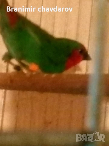 продавам амадини , снимка 11 - Амадини - 51182745