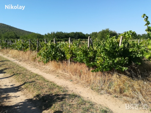 Лозе в близост до гр. Шивачево, снимка 2 - Земеделска земя - 50795757