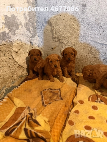 Той пуделй женски , снимка 2 - Пудели - 52806659