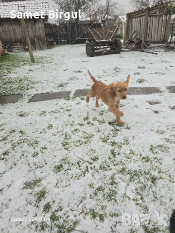 Jivotno, снимка 3 - Кокер шпаньол - 52920920