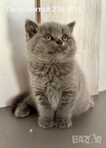 Чистокръвно мъжко синьо британче, снимка 7 - Британска късокосместа - 51088371