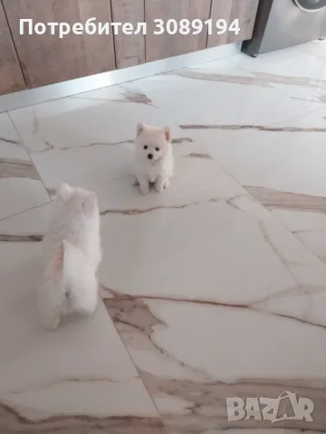 Мини шпиц-померан, снимка 7 - Померан - 47946390