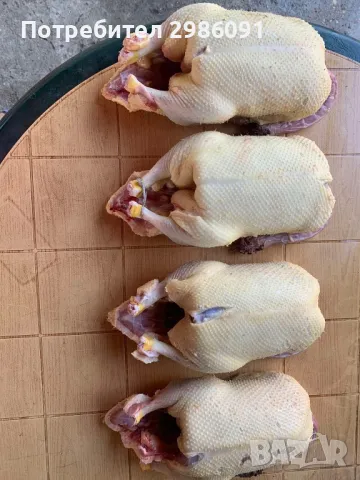 домашни патици,еко патица 