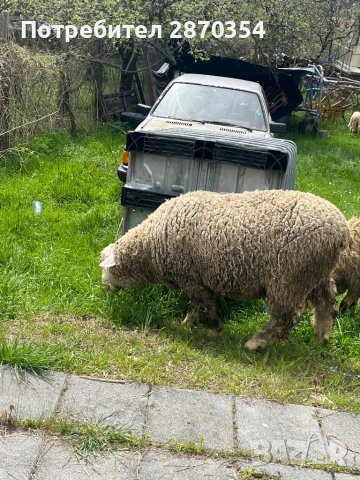 Ил Дьо Франс, снимка 10 - Овце - 50585537