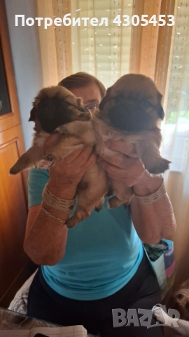 Пекинезче  , снимка 1