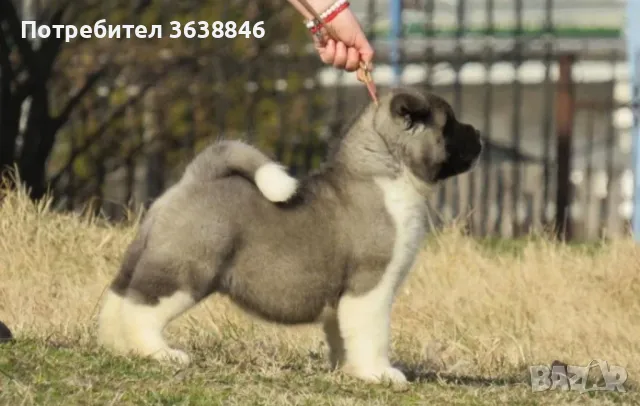 Акита ину, снимка 4 - Акита ину - 49805512