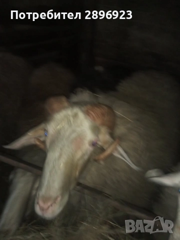 Два броя кочове, снимка 4 - Овце - 53607122