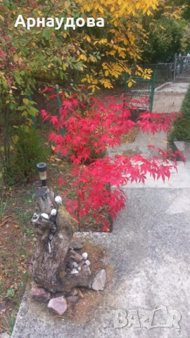 Вила с.Свидня