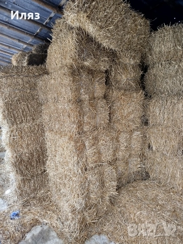 бали слама ечемичена