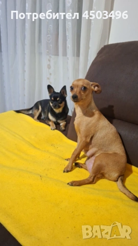 Мини пинчери , снимка 3 - Пинчер - 53069171