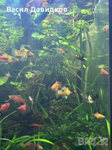 Хелер , Молинезия , Плата , Гупа , Комети, снимка 12 - Рибки - 51515705