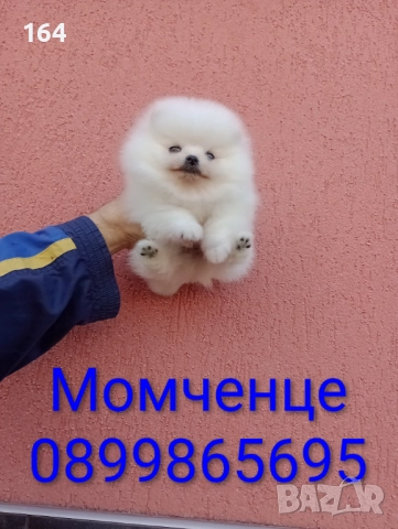 Чисто бяло момченце. Померан., снимка 2 - Померан - 52671875