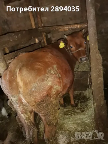 6 бройки телета , снимка 1