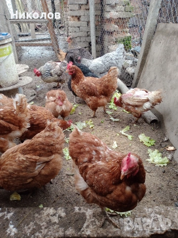 Продавам домашни кокошки мешани, снимка 2 - Кокошки и пуйки - 50967918