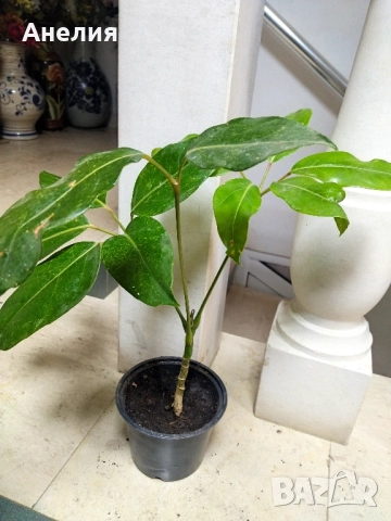 Чадъреста шефлера рядък вид , снимка 5 - Стайни растения - 52506181