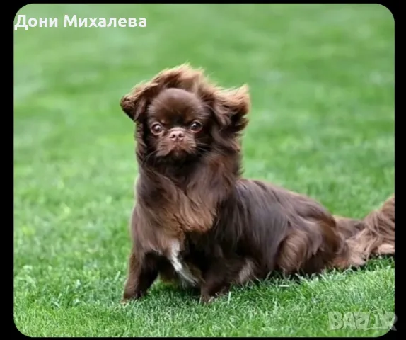 Мъжко дълго косместо чихуа хуа с родословие , снимка 2 - Чихуахуа - 48639223