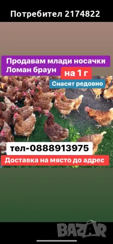 Кокошки носачки за яйца ломан браун
