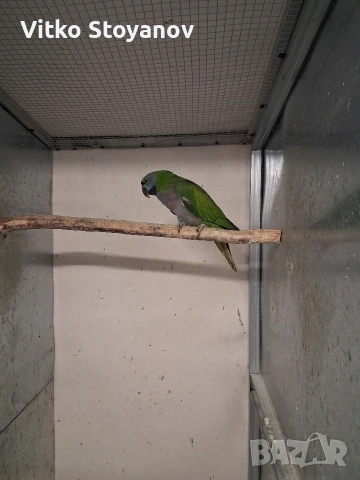 Китайски Александър, снимка 4 - Папагали - 53286257