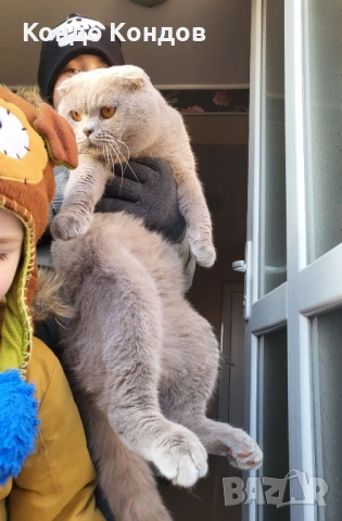 Британски и шотландски котенца, снимка 11 - Британска късокосместа - 52602908