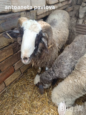 Шилета ,агнета ,кочове , снимка 6 - Овце - 41754007